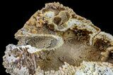 Agatized Fossil Coral Geode - Florida #188071-1